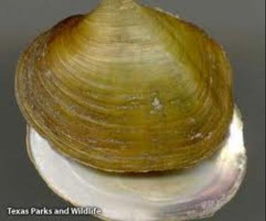 Example of a Texas freshwater mussel