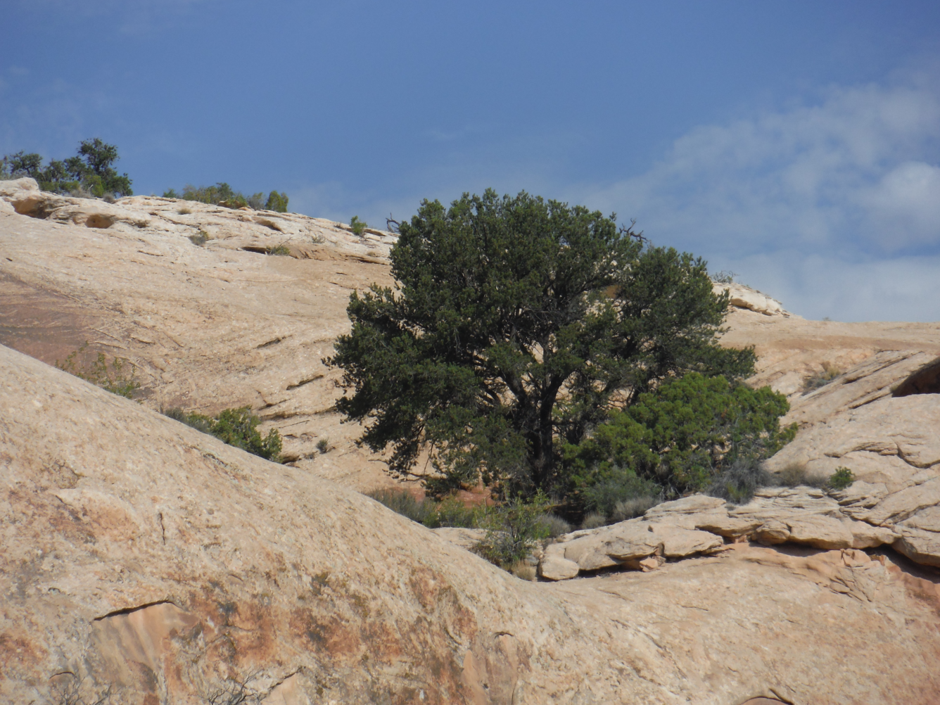 A pinyon pine and other vegetation near the Monitor and Merrrimac Buttes in eastern Utah.