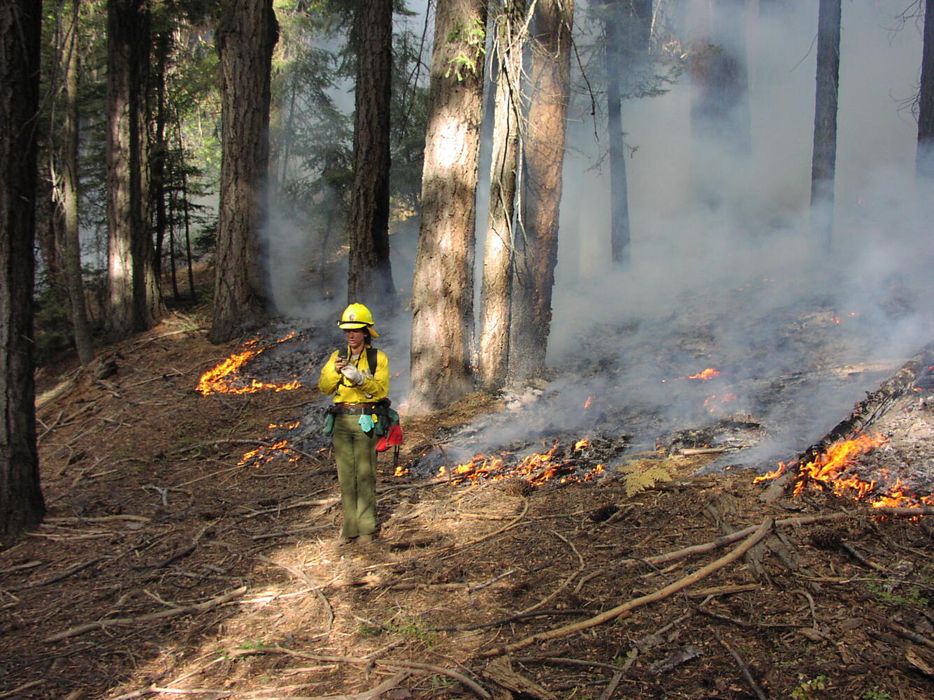 Studies on tree mortality can help forest managers determine the suitability of prescribed fire to manage forests of different s