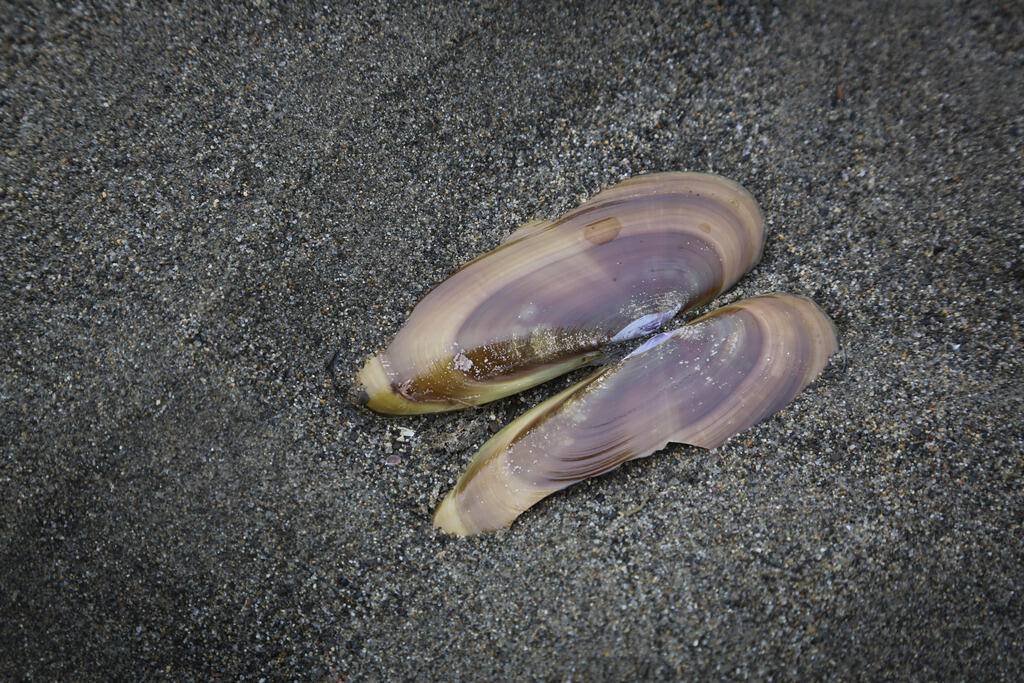 Photo of a mussel in Alaska.