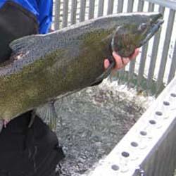 Adult Chinook salmon