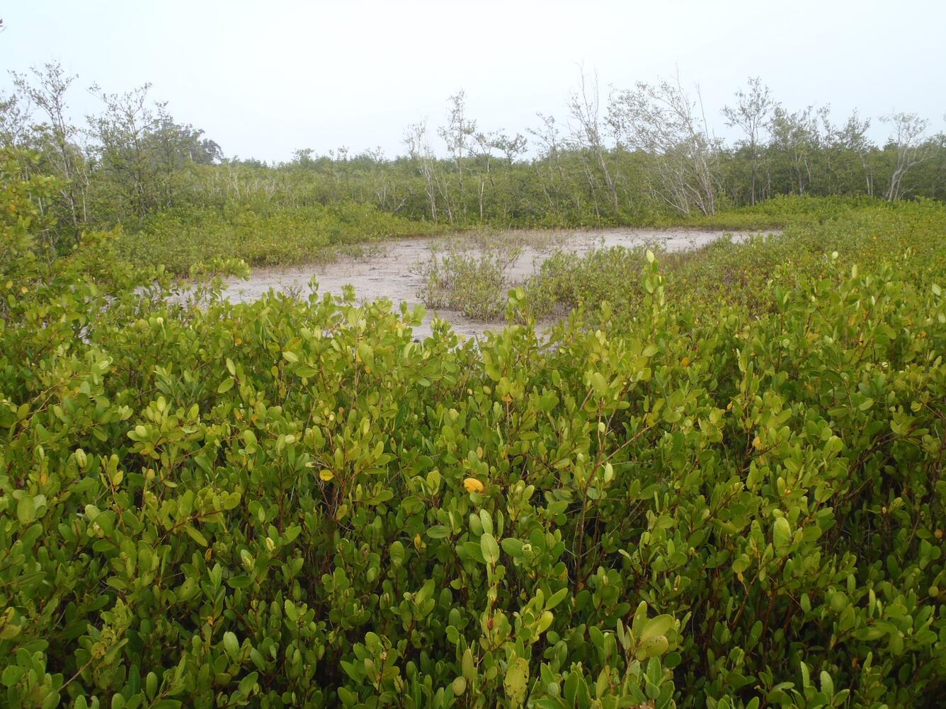 mangrove seedlings in tidal wetland