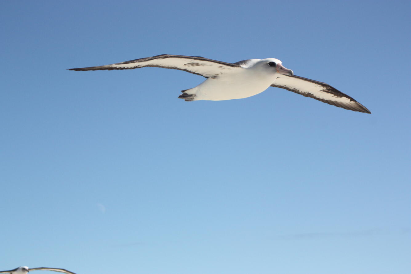 Laysan albatross flying across a blue sky