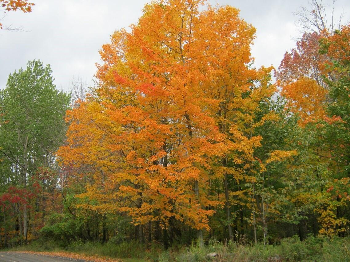 orange and golden leafed sugar maple tree
