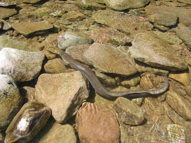 an eel on rocks in stream