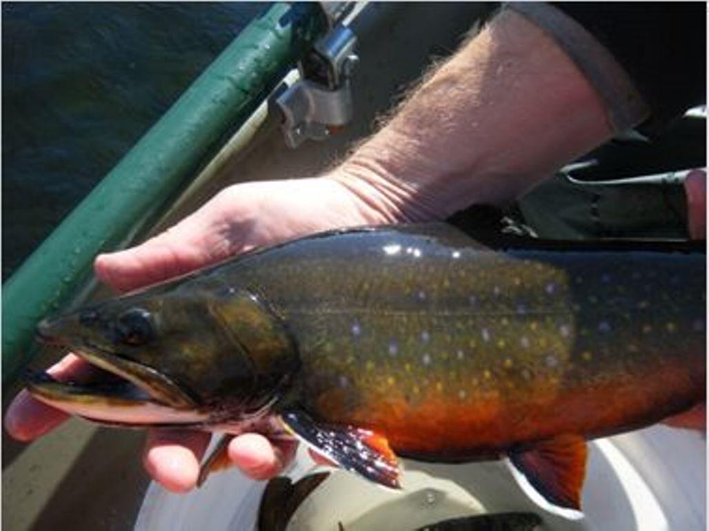 Eastern Brook Trout in a person's hand