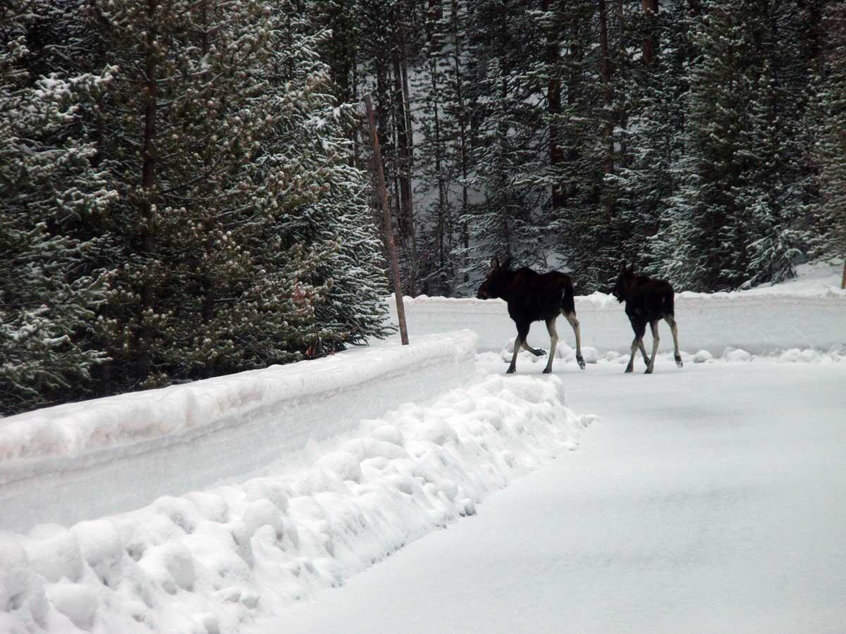Moose on road to Lake Irene, Colorado