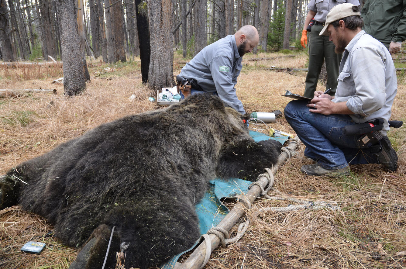 IGBST biologists collecting data on a male grizzly bear in Yellowstone NP.