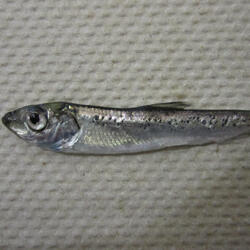 Juvenile Pacific herring with skin ulcers