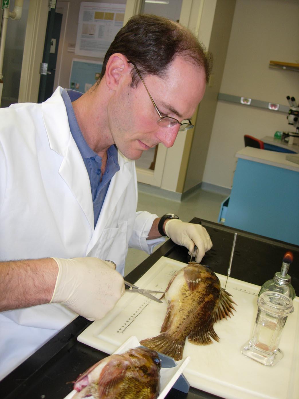 Researcher performing a necropsy