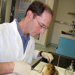 Researcher performing a necropsy