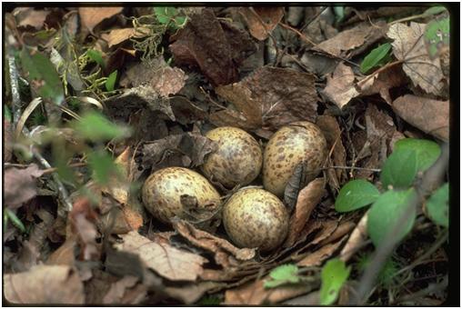 American Woodcock, Scolopax minor, egg clutch