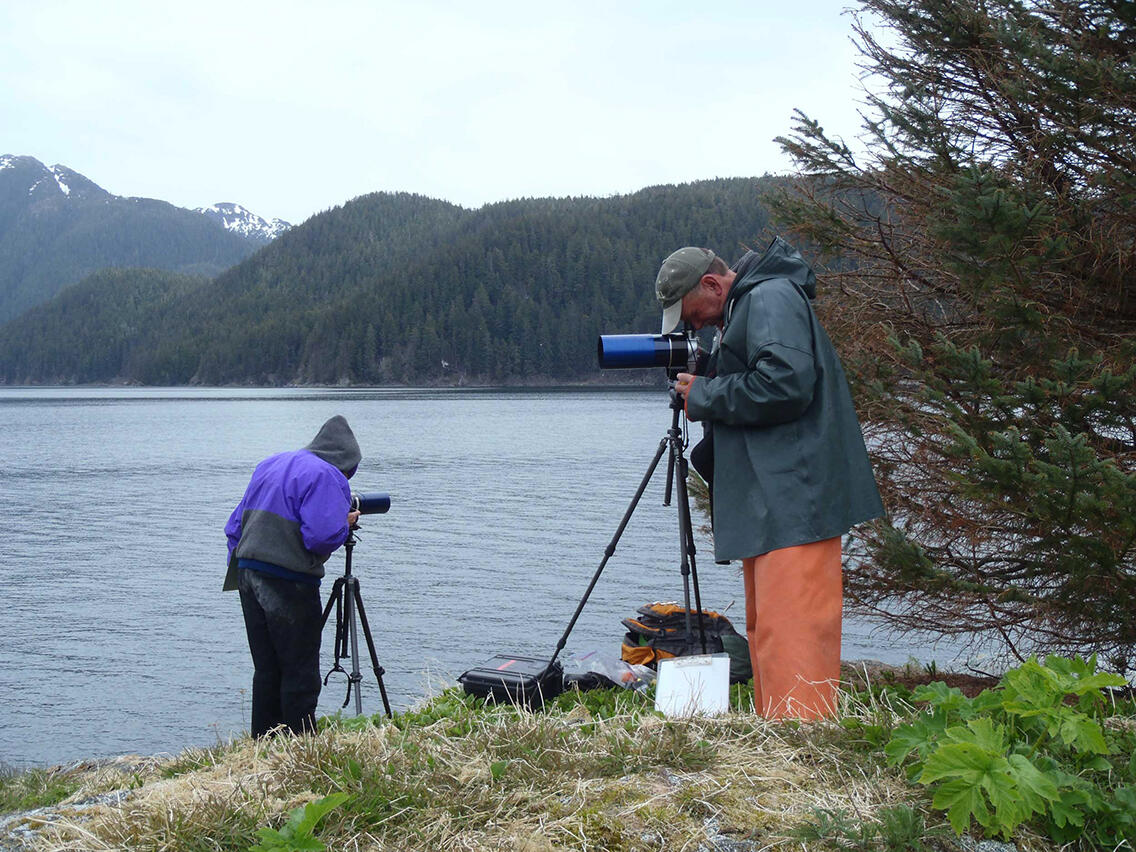 Observing sea otters foraging in Southeast Alaska