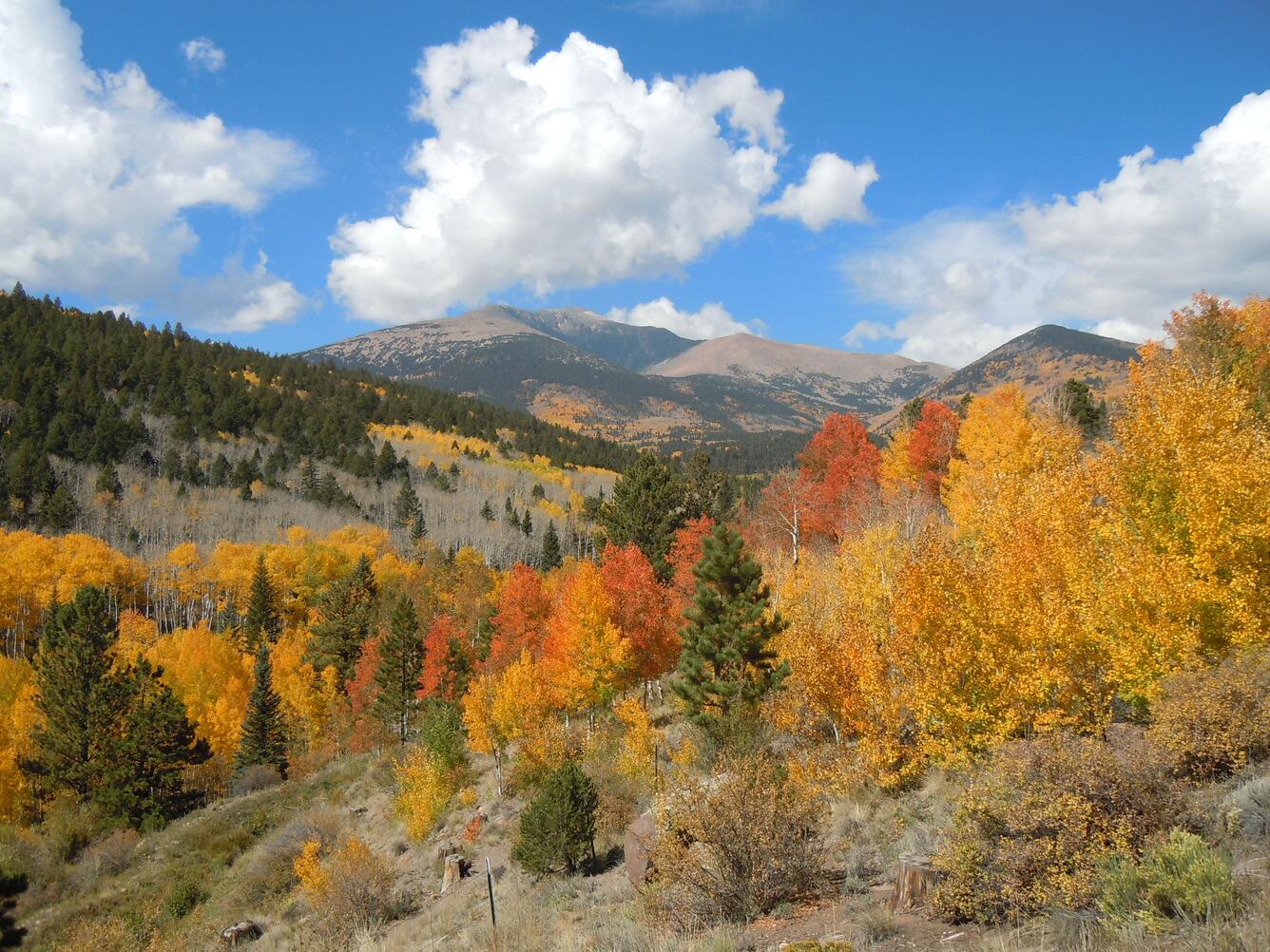 Mt. Ouray, Colorado with aspen colors