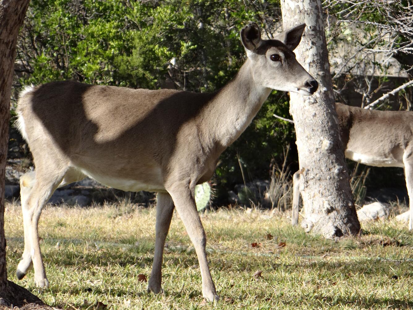 Image shows a female mule deer grazing in a grassy field near trees
