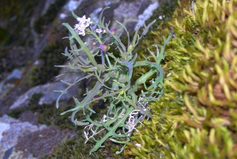 Photo of the rare plant, Santa Cruz Island lace pod