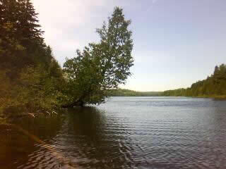 Ripples on Lake Richie near Portage Trail at Isle Royale National Park with tree growing strangely over water.