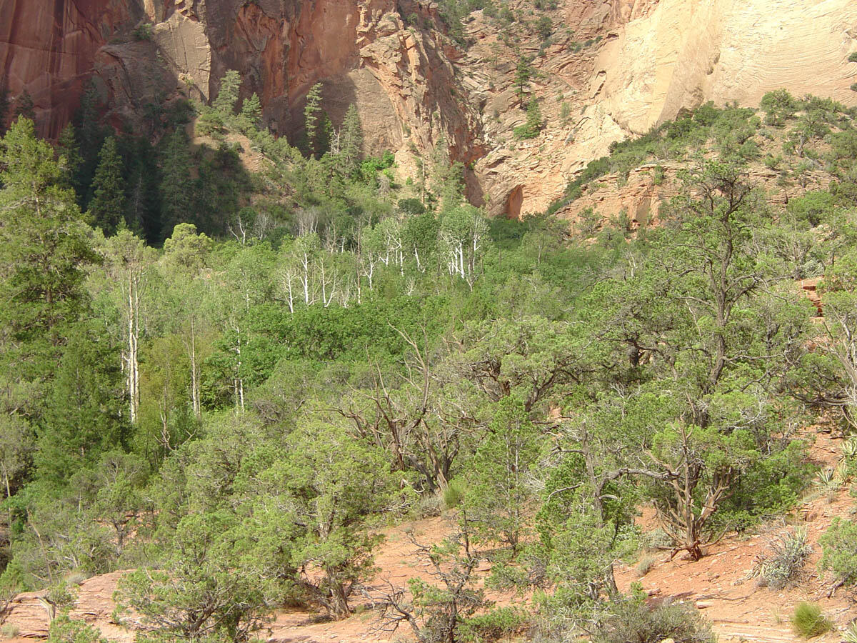This is a photo of a pine and oak forest in the canyon near Betatakin Ruins.