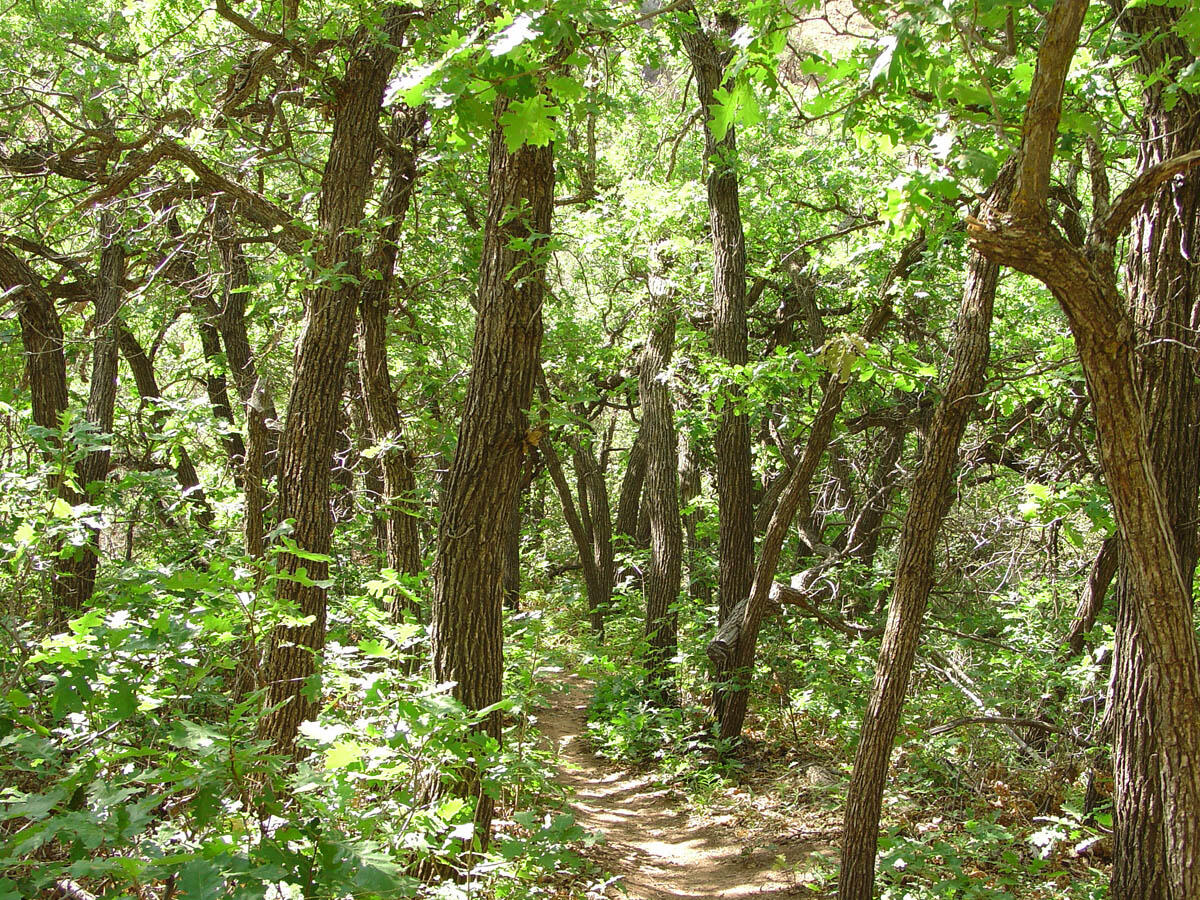 This is a photo of a shrub oak grove.