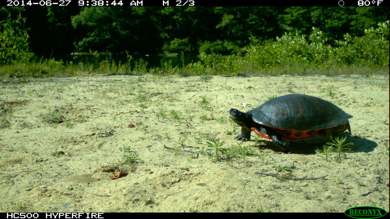 red-bellied cooter, credit: VA Herpetological Society