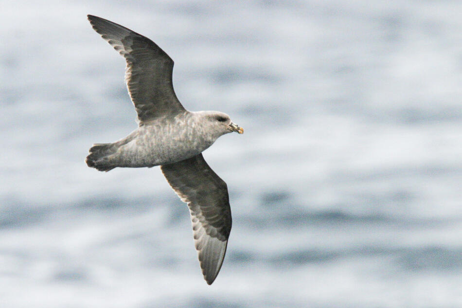 A Northern Fulmar flying over the waters of the Aleutian Islands
