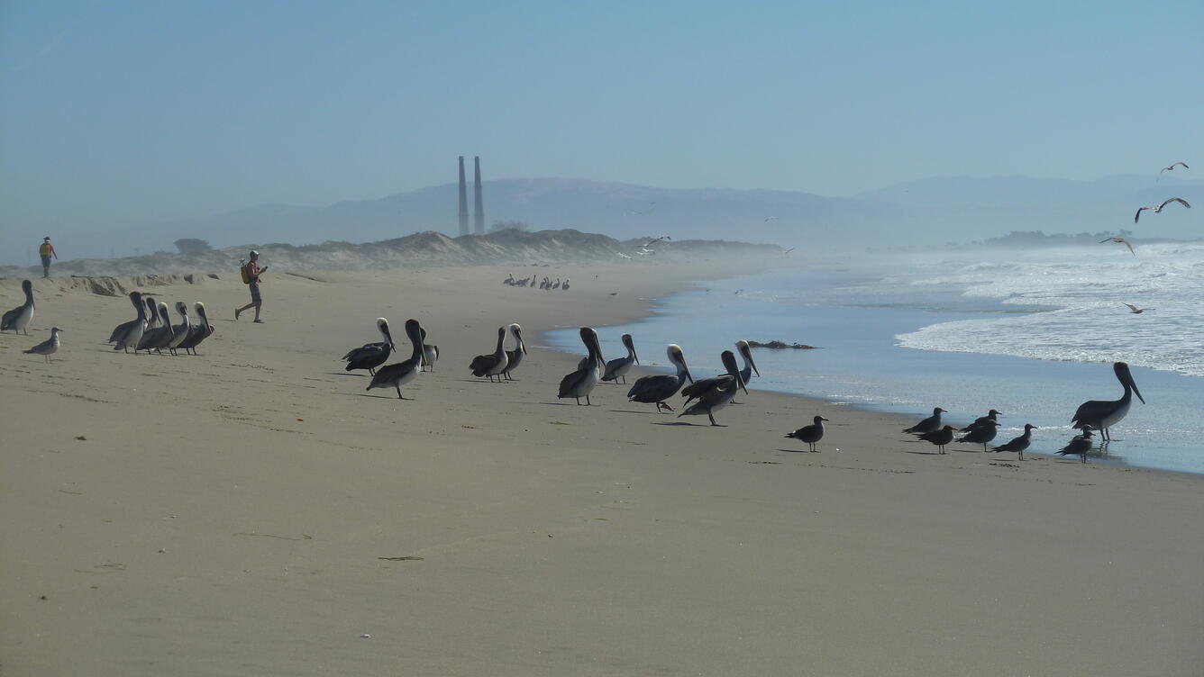 Photograph of Moss Landing beach with power plant smoke stacks in distance, man wearing GPS equipment, and pelicans and seagulls