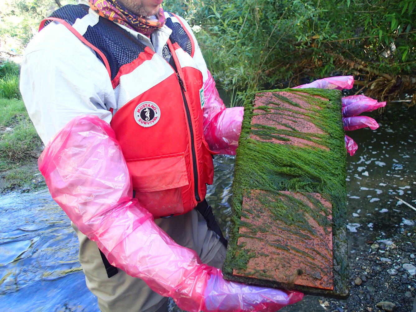 Algae sampling during CSQA ecological surveys