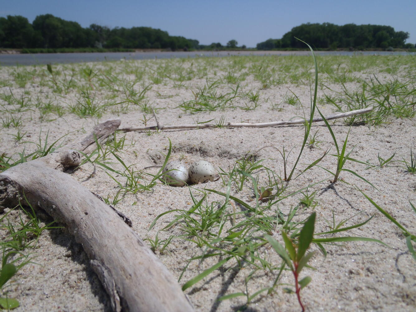 Bird eggs on a sandbar in the Lower Platte River, Nebr.