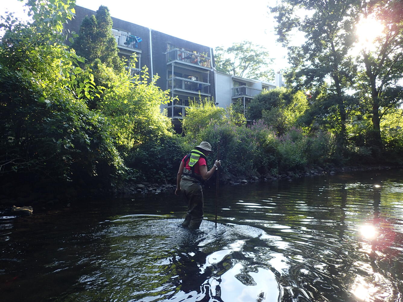 Ecological survey of an urban stream during NESQA