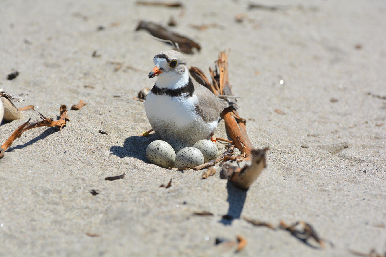 A piping plover adult standing over a nest scrape with four eggs. 
