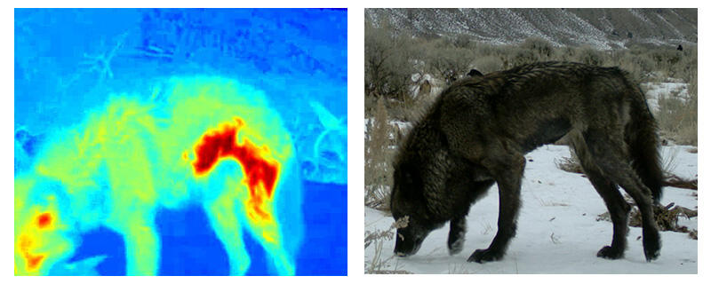 Comparison of traditional and thermal imagery to show mange.