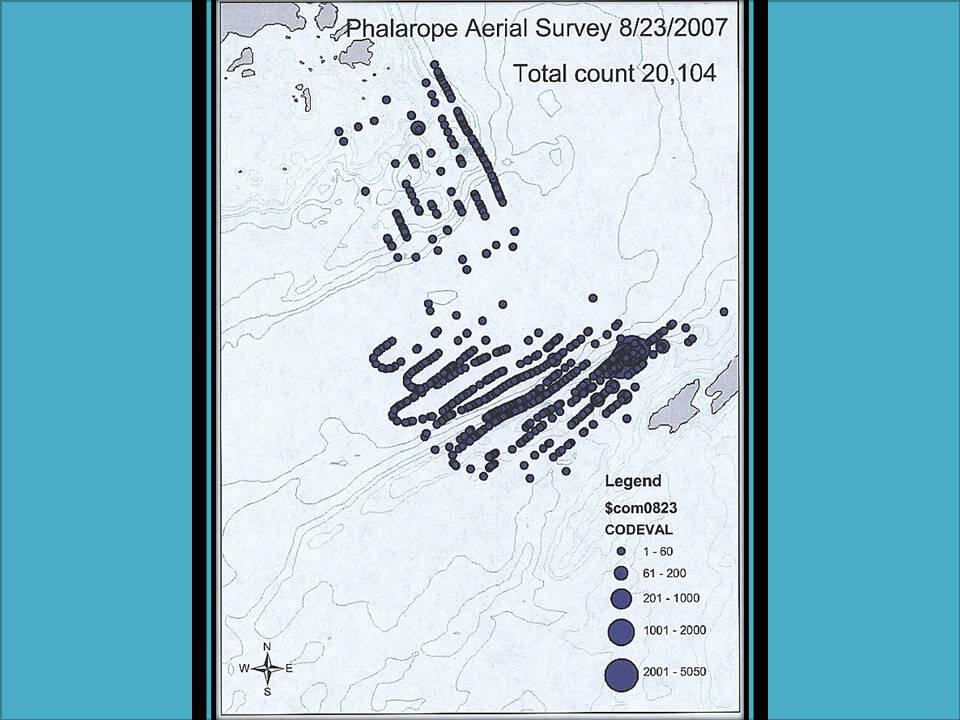 Phalarope survey