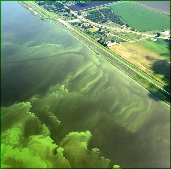 Do synthetic organophosphorus chemicals exacerbate harmful algal blooms