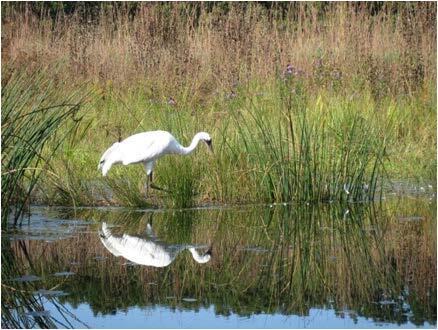 Whooping Crane reintroduced into the wild