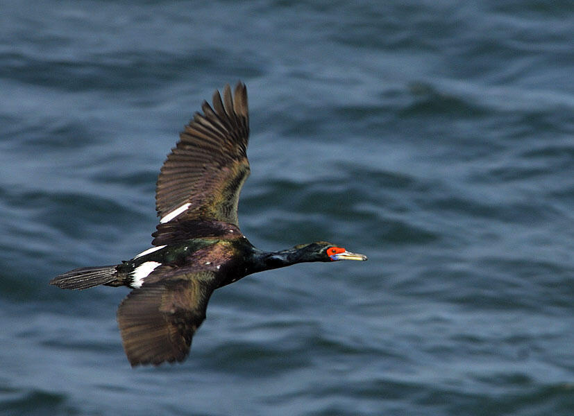 Red-faced Cormorant in the Western Aleutians