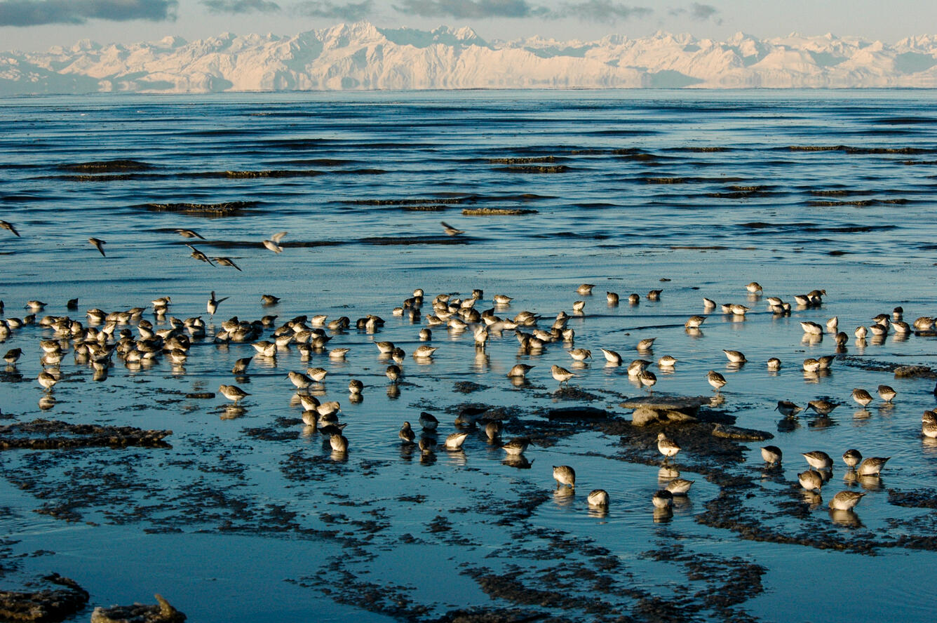 A flock of shorebirds along Cook Inlet in the winter