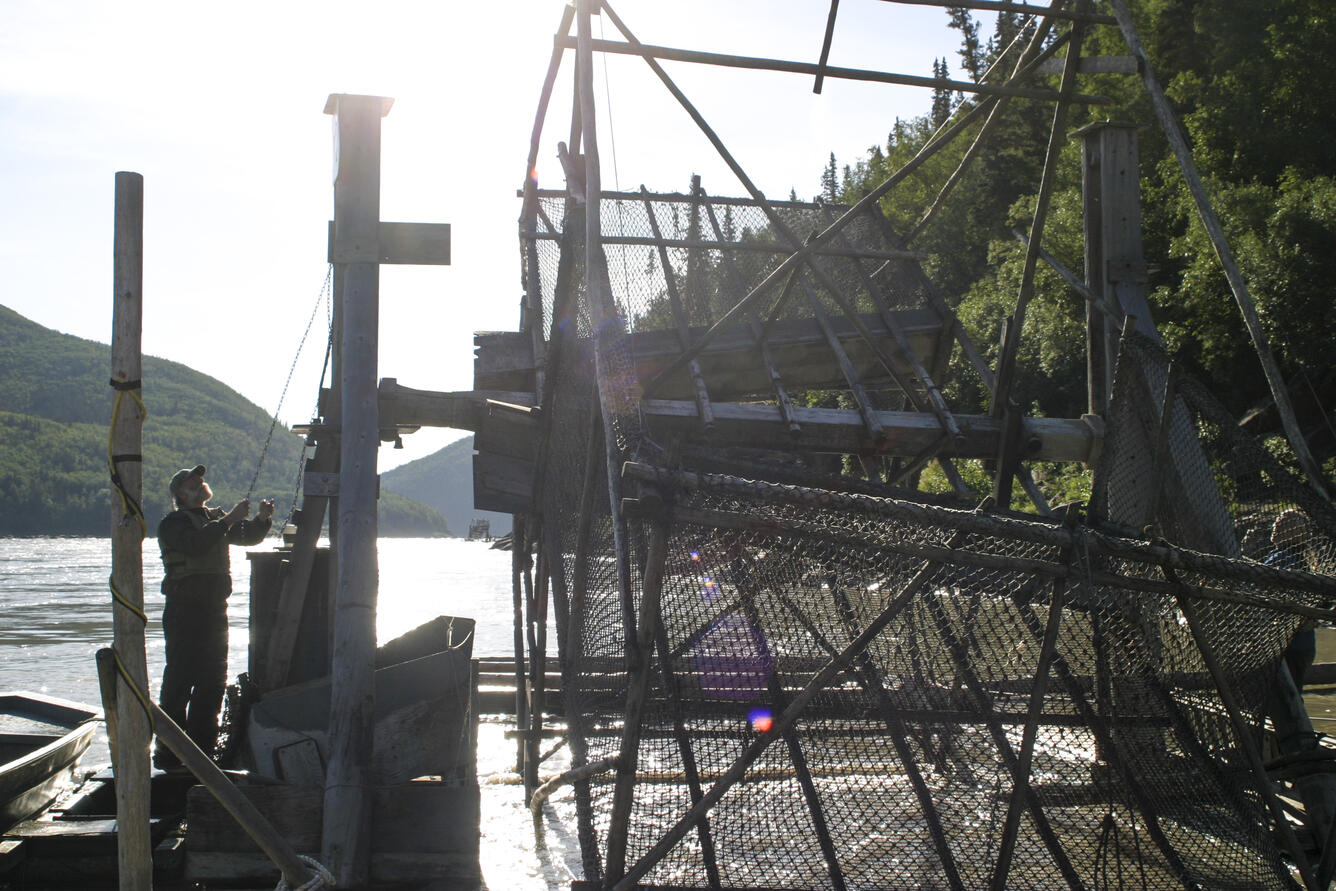 Biologist adjusts a fish wheel trap on the Yukon River