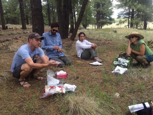 Scientist sitting with three other people in a ponderosa pine system discussing seed collection methods