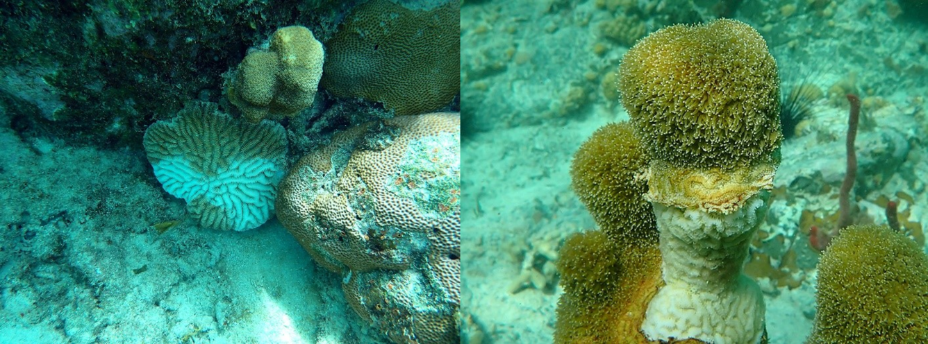 Two coral species most susceptible to stony coral tissue loss disease show active lesions of the disease