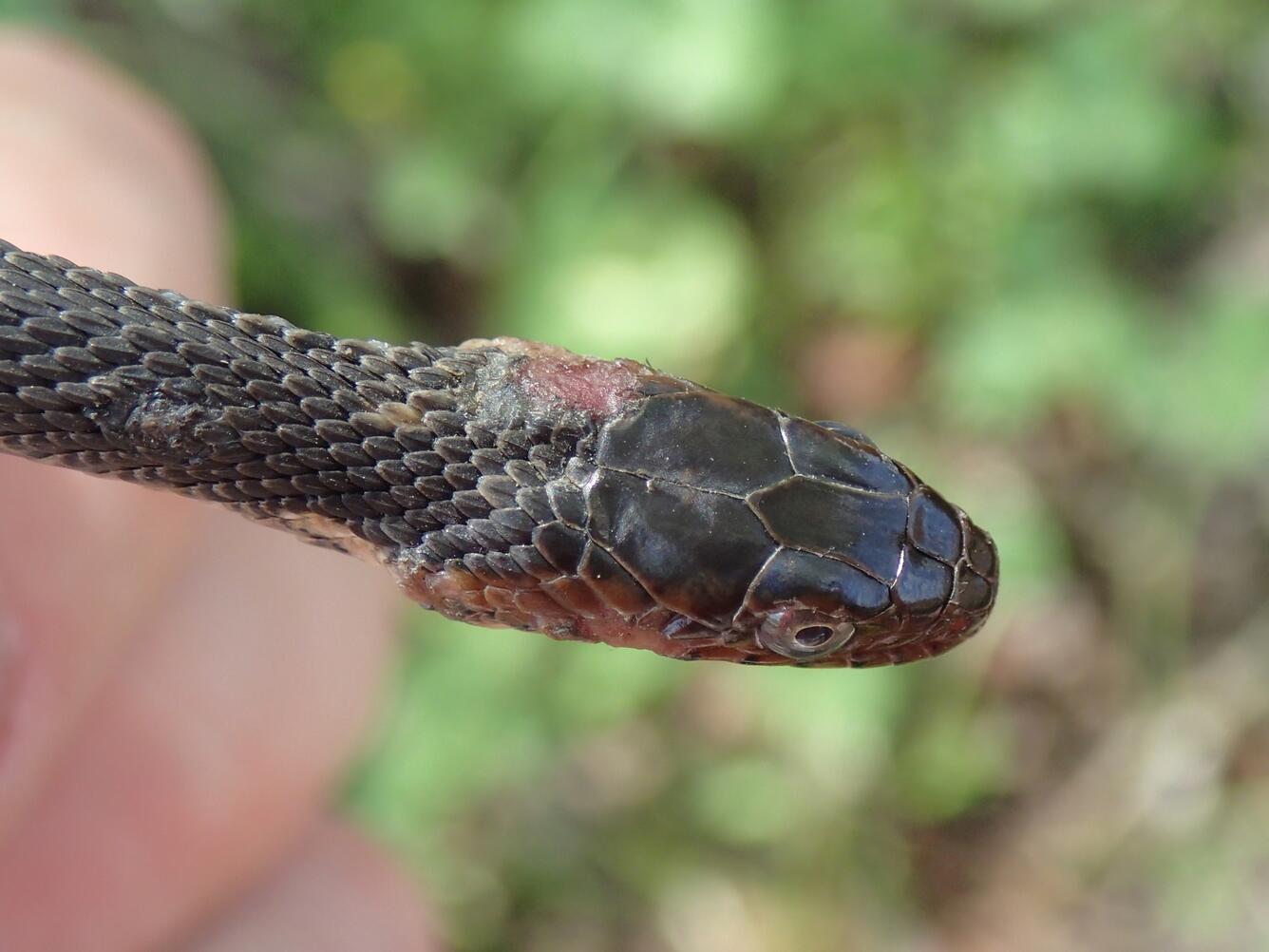 Juvenile Broad-banded Watersnake with SFD