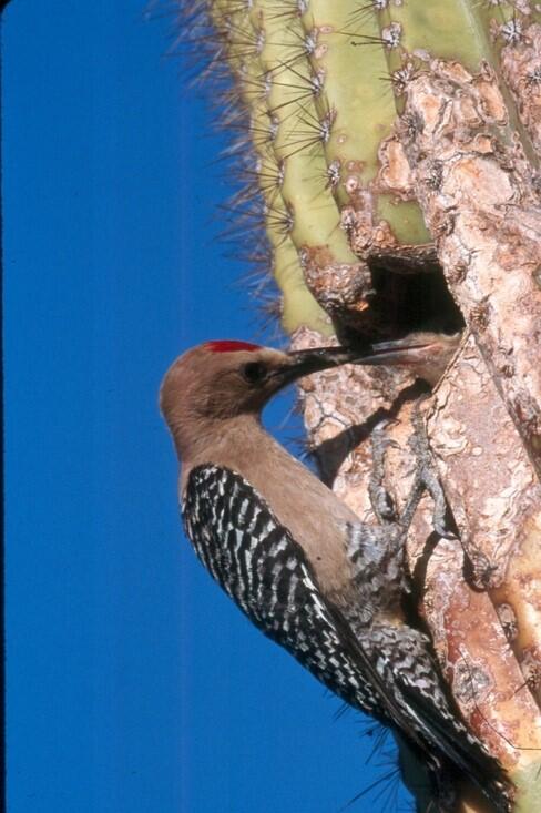 Saguaro National Park Woodpecker