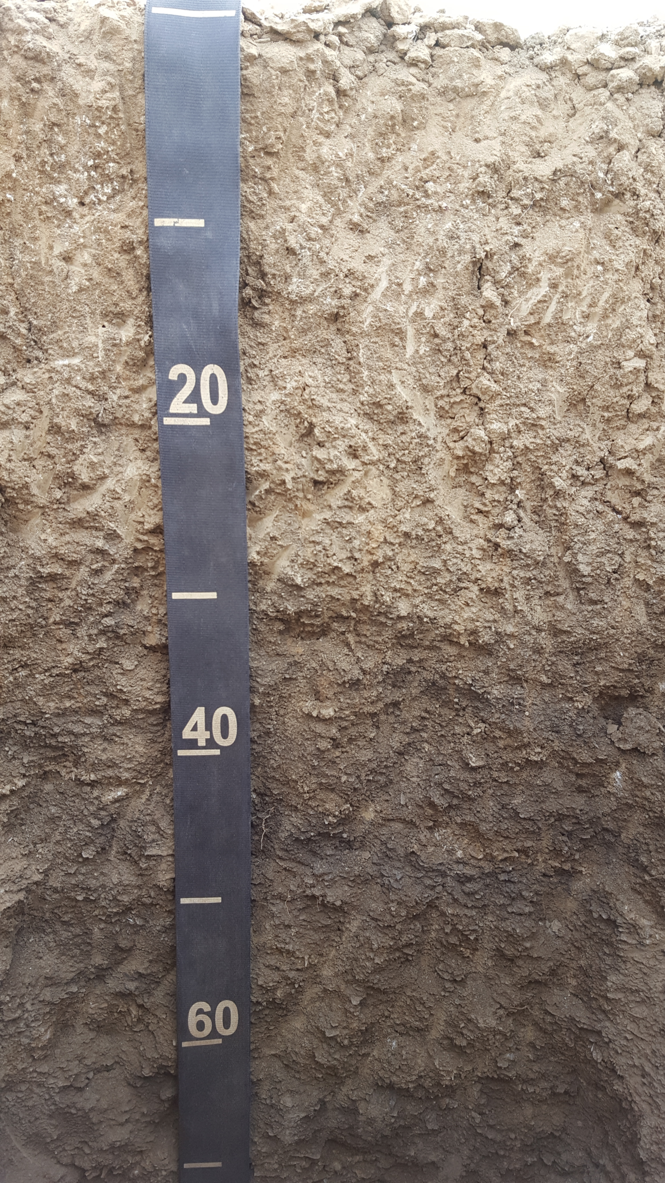 Soil profile in dryland region. The top of the horizon is a light brown and the bottom half of the horizon is darker in color.