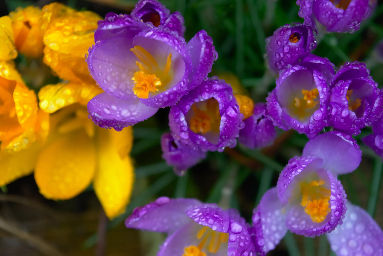 Yellow and purple dew-covered flowers blooming.
