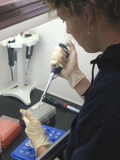 Photo of microbiologist, Erin Stelzer, using a pipet during qPCR