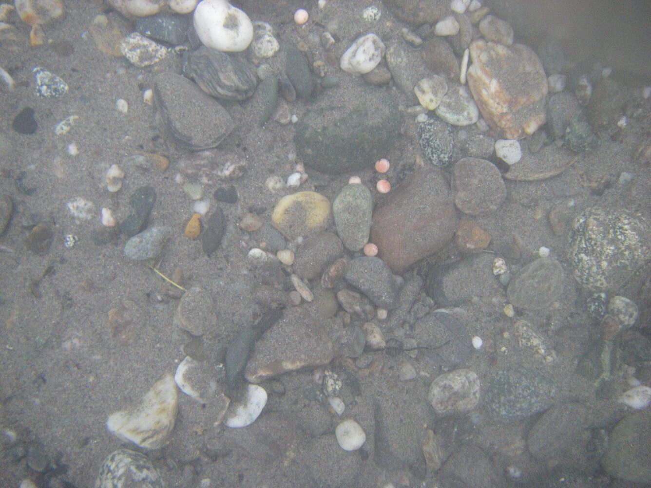 Salmon eggs in the gravel of the Tanana River in November 2008
