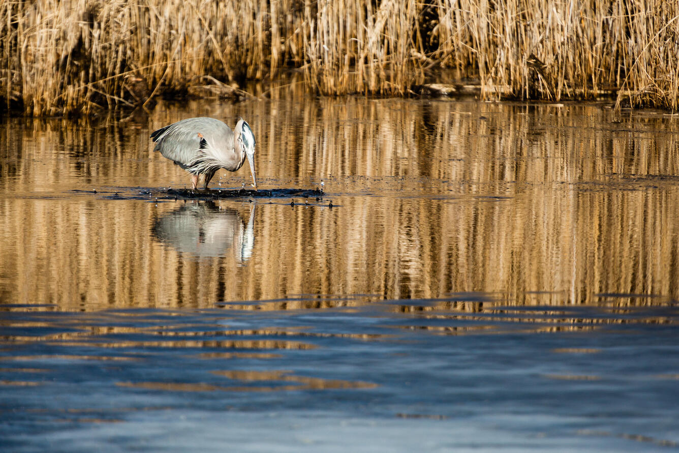 A great blue heron catches a fish in near-frozen wetlands at Terrapin Nature Park in Stevensville, Md