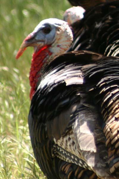 Gizzards are more than just the chewy stuff in your gravy -- they help turkeys chew their food. Image credit: Matt Meshriy/USGS.