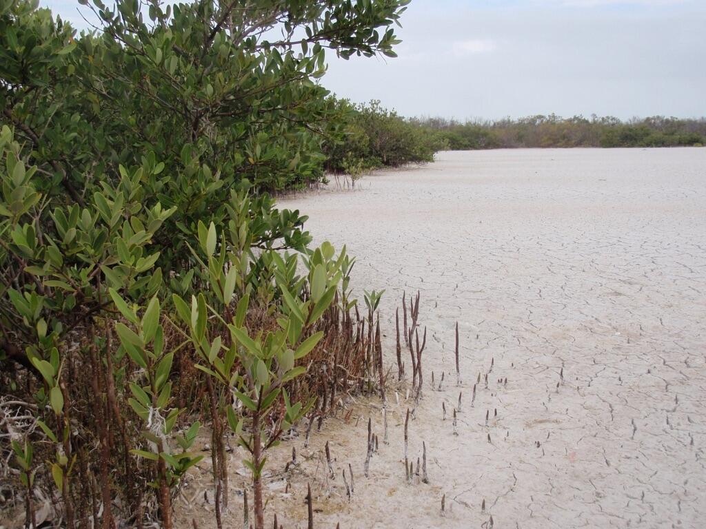 Mangroves on the outside of a playa within Florida Bay