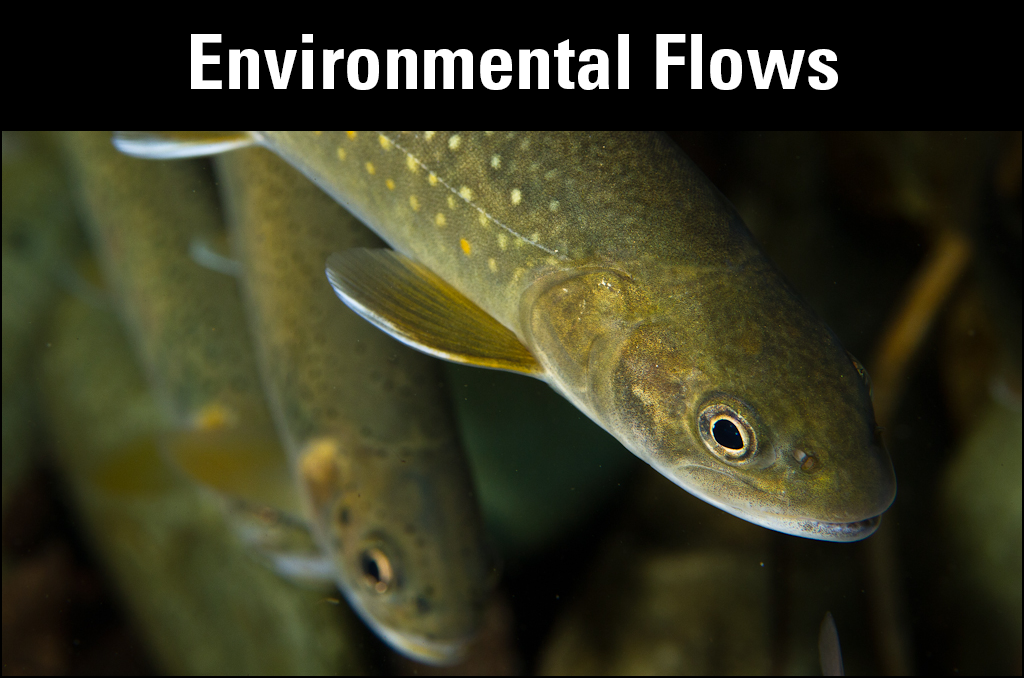 Image of bull trout for the environmental flows section of the National Water Census website