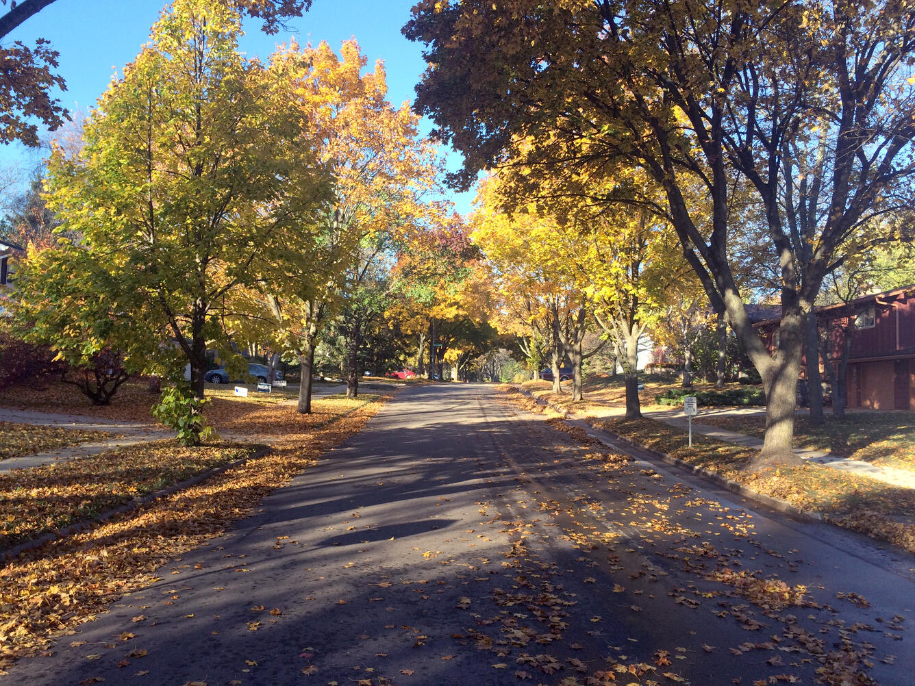 Photo of a street with fall leaves